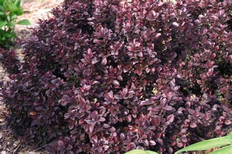 Naturehills.com has been visited by 10k+ users in the past month Berberis thunbergii var. Atropurpurea