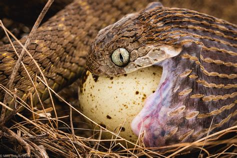 Its scientific name is dasypeltis fasciata and it is a very popular pet snake. African Egg Eating Snake (Dasypeltis fasciata) : snakes