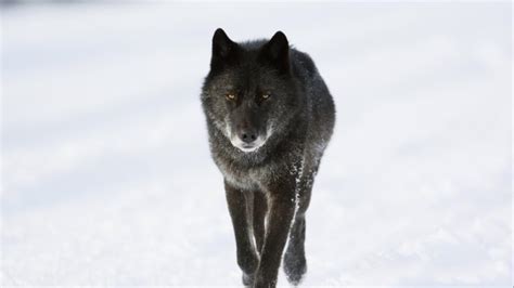 Wolf Wolves Predator Carnivore Winter Snow Wallpapers Hd Desktop