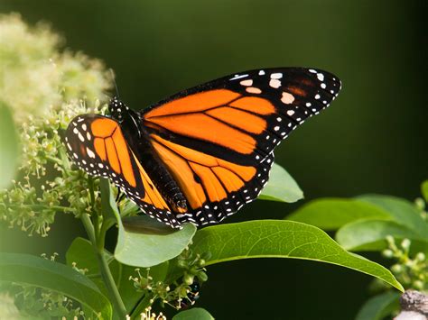 File:Mariposa Monarca (Danaus plexippus) (5185513148).jpg