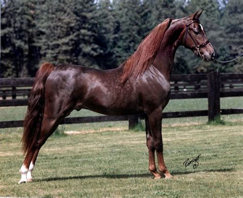 Gorgeous Liver Chestnut Stallion Millionaire American Saddlebred