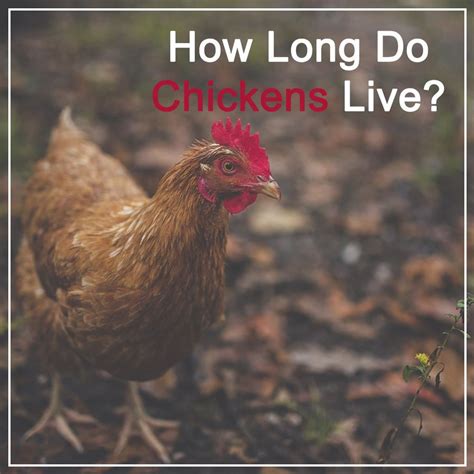 In general, they lay a fair amount of white, medium/large eggs. how long do chickens live? | Chickens backyard, Chickens ...