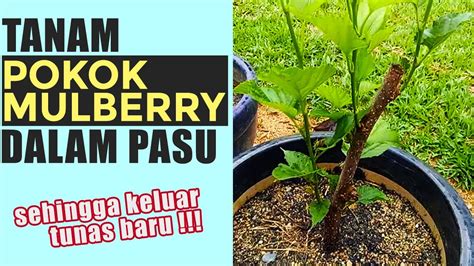 Dalam video ni saya ada guna hormon penggalak akar untuk. Cara Tanam Pokok Mulberry Guna Keratan Batang | How To ...