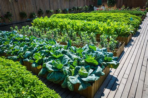 How To Grow Your Own Organic Garden Our Yard