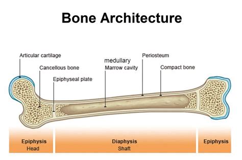 What Is Periosteum News Dentagama