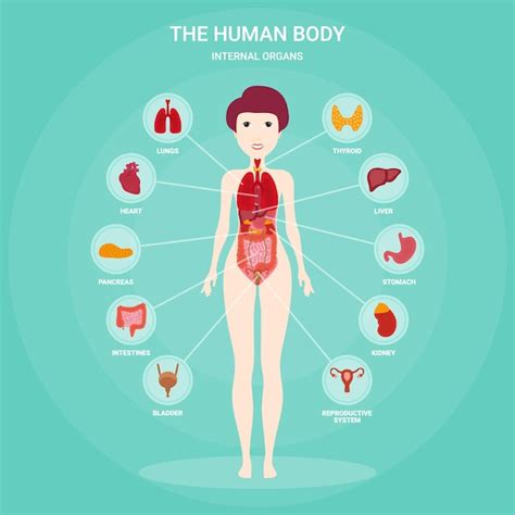Elementos Infográficos De Anatomia Humana Com Conjunto De órgãos