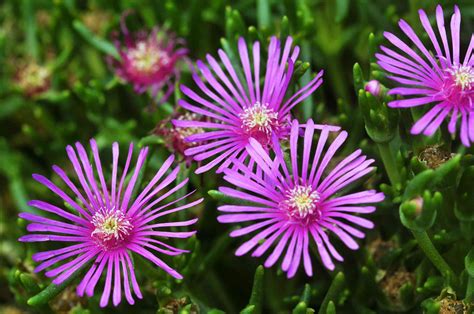 Ice Plant Care And Growing Guide