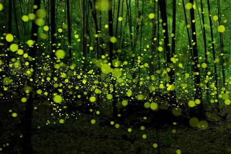 Fireflies At Night Long Exposure Photos Mystical Forest Long Exposure Photography