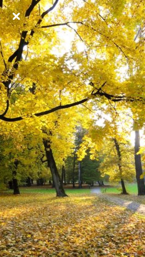 Yellow Leaves Autumn Scenery Fall Pictures Scenic Photos