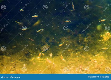 Artemia Or Artemia Salina Is A Genus Of Aquatic Crustaceans Also Known