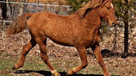 4 Astonishing Facts About Bashkir Curly Horse Horse Spirit