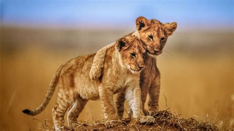 Cub Lions Wildlife Hd Lion Wallpapers Hd Wallpapers Id 58457