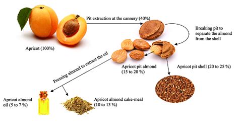 Apricot Pit Valorization Process Download Scientific Diagram