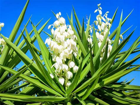 Candles, clocks, pillows, fireplaces, mirrors, rugs How Often Do Yucca Plants Bloom? | Yucca plant, Plants, Yucca