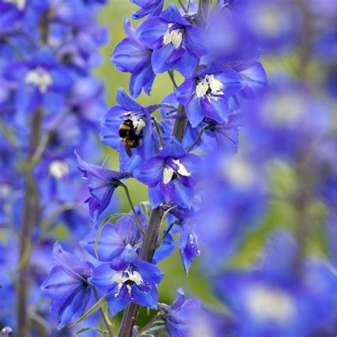 Larkspur Imperial Blue Bell Seeds The Seed Collection