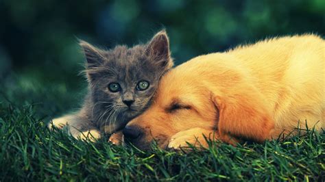Cats And Dogs Wallpapers Top Free Cats And Dogs Backgrounds