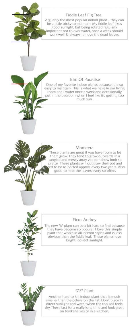 Pin By Stacie Mueller On Green Thumb In 2020 Large Indoor Plants