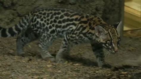 Buffalo Zoo Introduces New Ocelot Kitten
