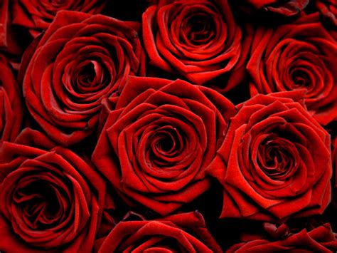 Red Roses Flowers Wallpaper 34611317 Fanpop