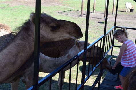 Copyright 2020 dutch creek animal farm. Listing | Visit Shipshewana
