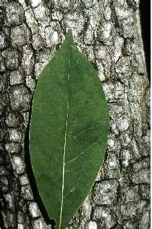 Wisconsin homeowners can choose from a variety of plants listed below to insure continual bloom throughout most of the growing season. Plants Profile for Diospyros virginiana (common persimmon)