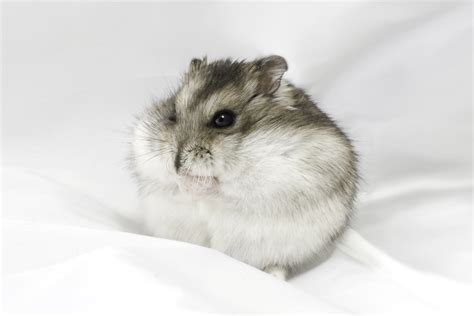 Pregnant Dwarf Hamster Behavior