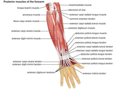 Arm Vertebrate Anatomy
