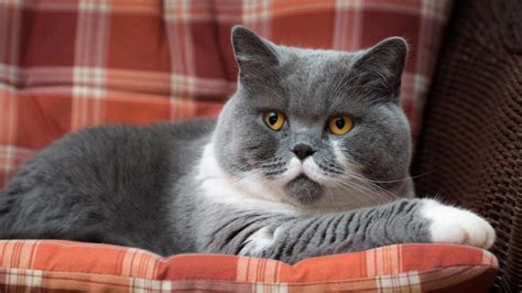 British Shorthair Breed And Health Info Everypaw