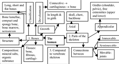 A Concept Map Of The Topic The Human Skeleton Download Scientific