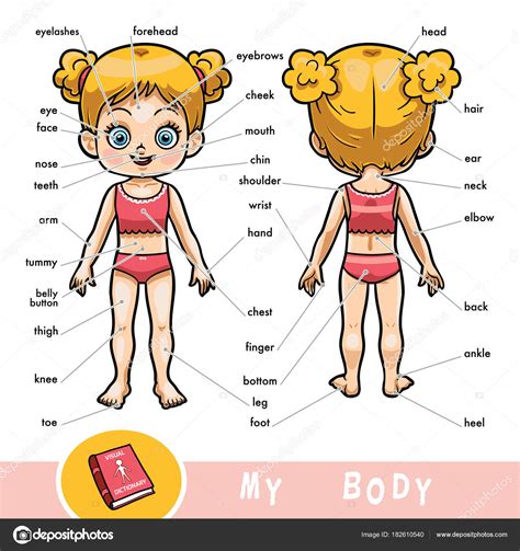 las partes del cuerpo partes del cuerpo cuerpo cuerpo humano porn sex picture