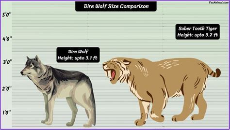 Dire Wolf Size How Big Are They Compared To Others