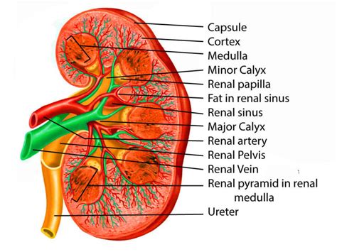 Figure Kidney Anatomy Contributed By Scott Dulebohn Md Statpearls