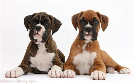 Boxer Puppies Wallpapers Wallpaper Cave