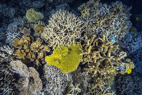 We Still Have A Chance To Save Coral Reefs Will We Take It Coral