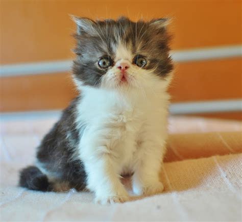 Exotic Shorthairs And Persians In Idaho Kittens On Their Way Hoarck