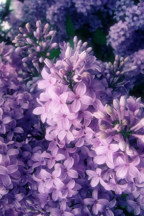 Maybe you can even grow your own garden! Edible Flower List -- Flowers are gorgeous! BUT did you ...