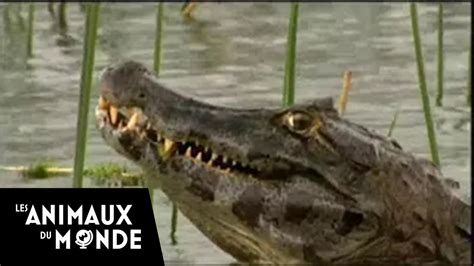 Anacondas And Caimans Duel Deep In The Marshes Animal Fights