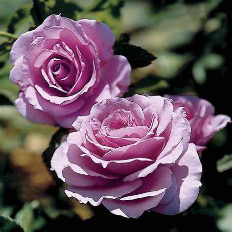 Fragrant Lavender Simplicity Hedge Rose Jackson And Perkins
