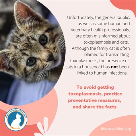 Toxoplasmosis Keeping Kittens And People Safe National Kitten Coalition