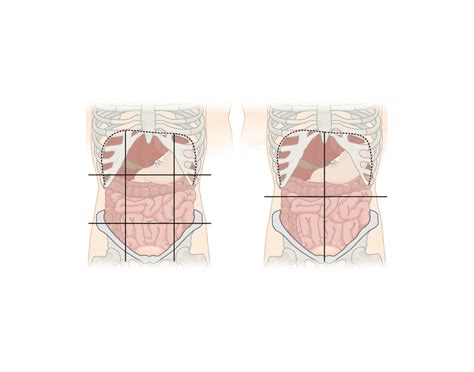 Divides body into upper and lower portions. Quadrants and Regions