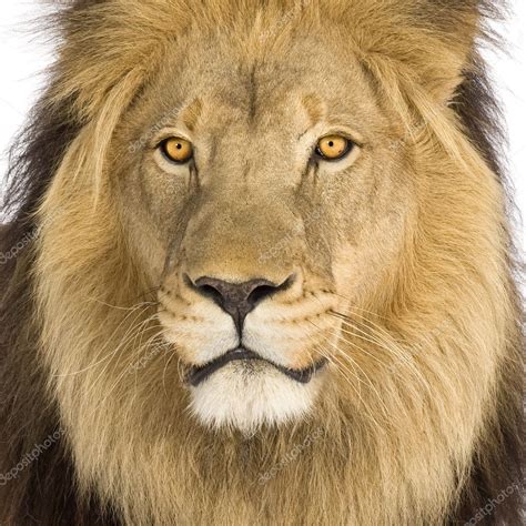 Close Up On A Lions Head 8 Years Panthera Leo — Stock Photo