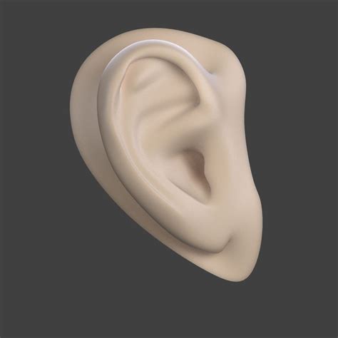 3d Model Realistic Human Ear Made In Blender Cycles Vr Ar Low Poly