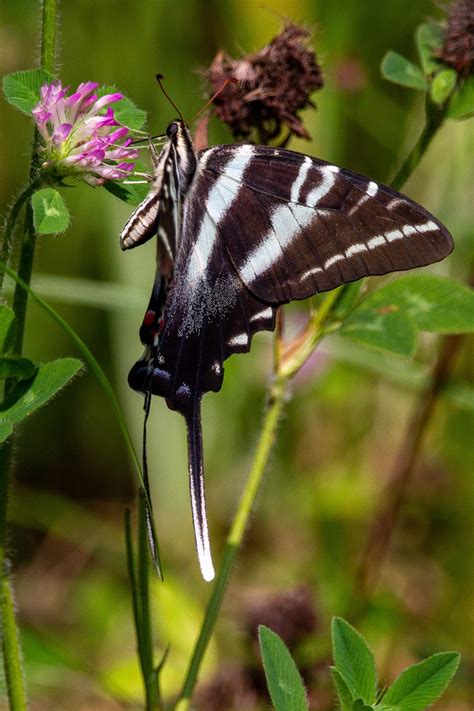 Types Of Swallowtail Butterflies Identification And Comparison