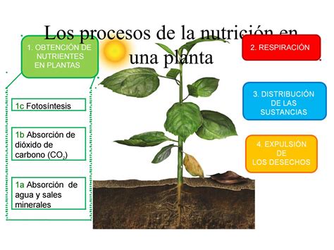 Nutrición en plantas by Nidia Zoraida Pedraza Gómez Issuu