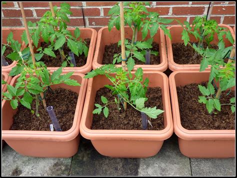 Tomatoes Potted On Self Watering Containers Native Plants Permaculture