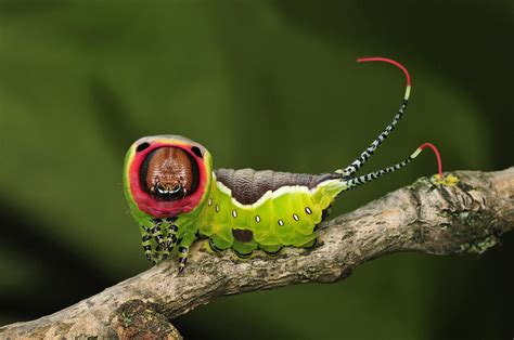 Puss Moth Caterpillar Switzerland Photograph By Thomas Marent Pixels