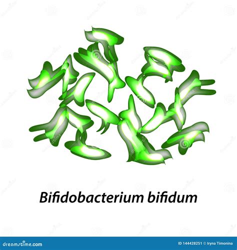 Bifidobacteria Bifidum De Bifidobacterium Probiotic Lactobacille