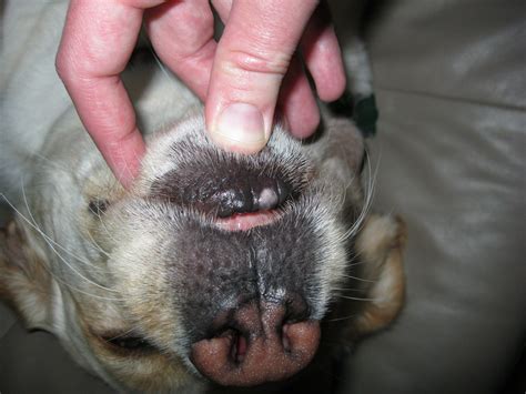 What Is This On My Dogs Lip I Have A Pic