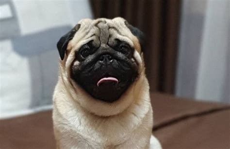 14 Reasons Why Pugs Make Great Pets Pet Reader