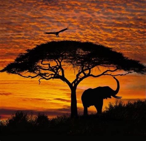 Travel South Africa Via Pinterest African Sunset Sunset Wallpaper